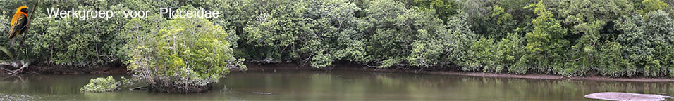 Banner wetland